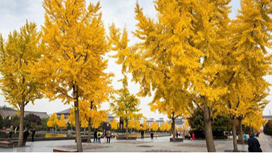 園林設計中常用的幾種植物介紹