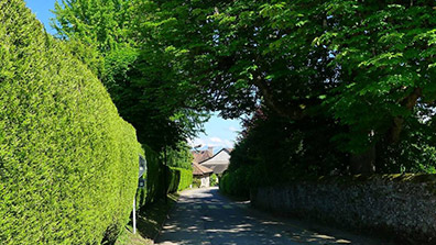 綠籬在園林景觀設計中的幾點作用總結